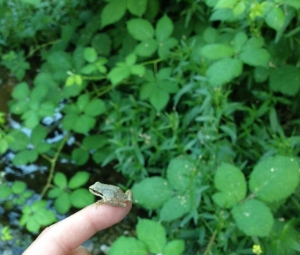 frog (1)